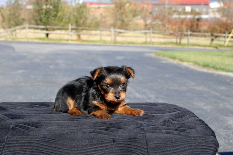 puppy, for, sale, Yokshire Terrier, Matthew B. Stoltzfus, dog, breeder, Gap, PA, dog-breeder, puppy-for-sale, forsale, nearby, find, puppyfind, locator, puppylocator, aca